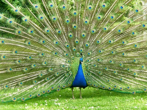 peacock[1]
